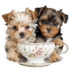 Lily Teacup Yorkie Puppies Home