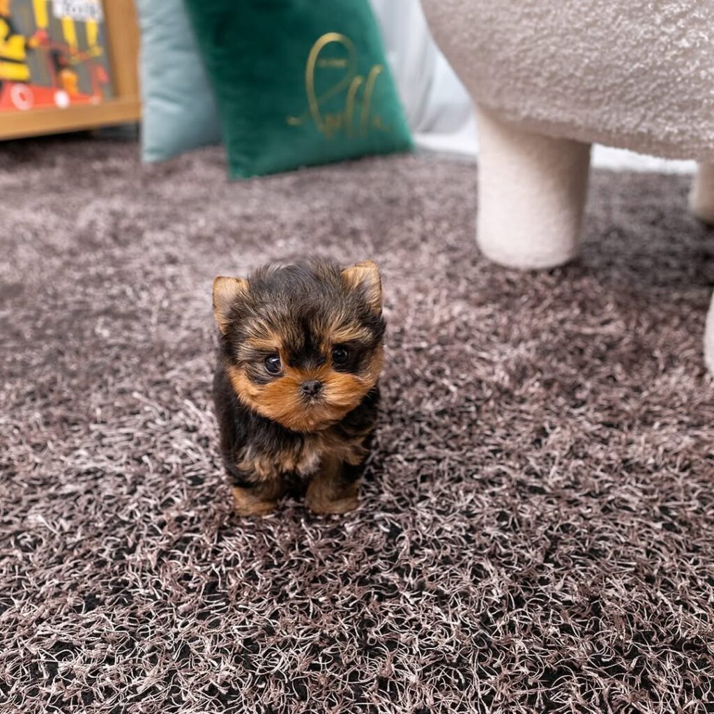 COCO FEMALE COCO FEMALE